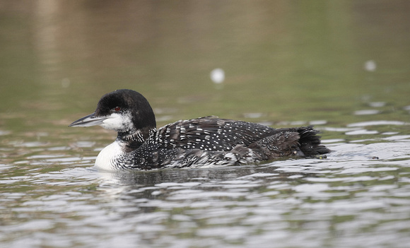 Great Northern Diver