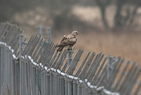 Rough-legged Buzzard