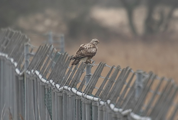 Rough-legged Buzzard