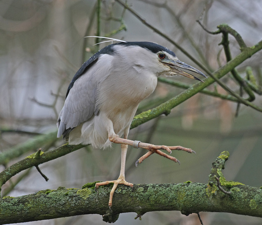 Night Heron