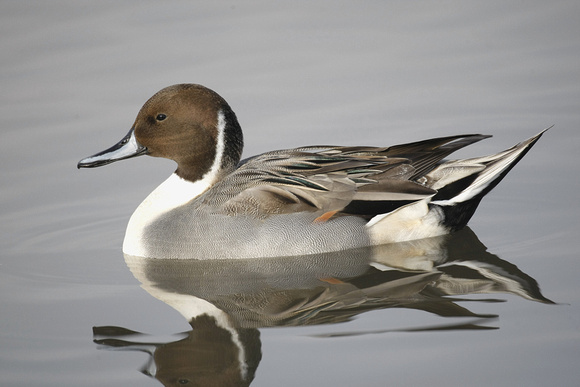 Pintail