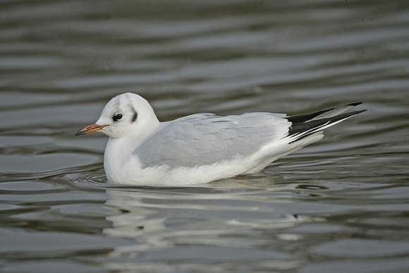 Black Headed Gull