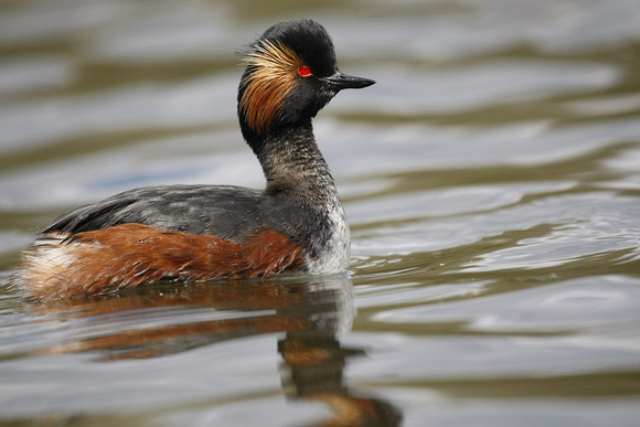 Black-necked Grebe