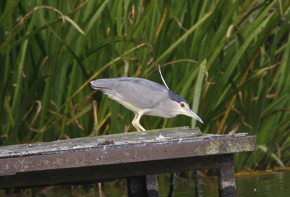 Night Heron