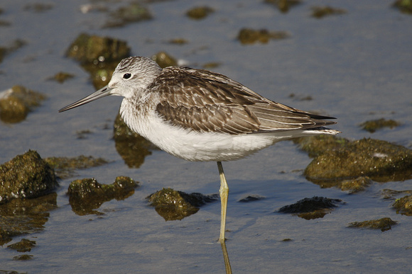 Greenshank