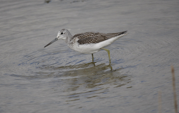 Greenshank