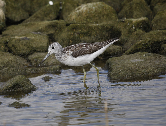 Greenshank