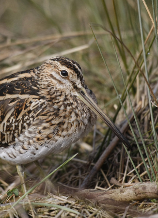 Common Snipe
