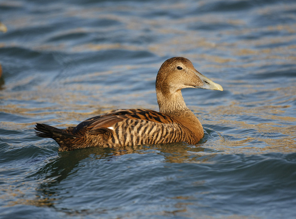 Common Eider