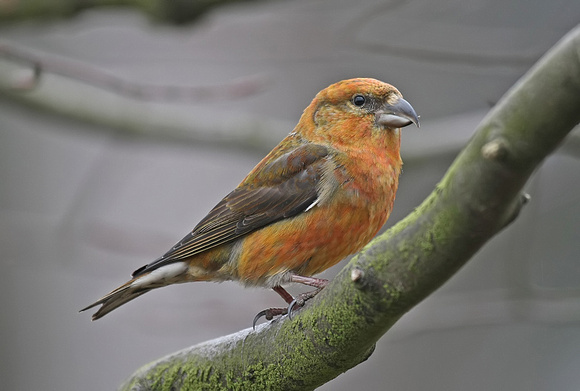 Common Crossbill