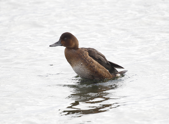 Ferruginous Duck