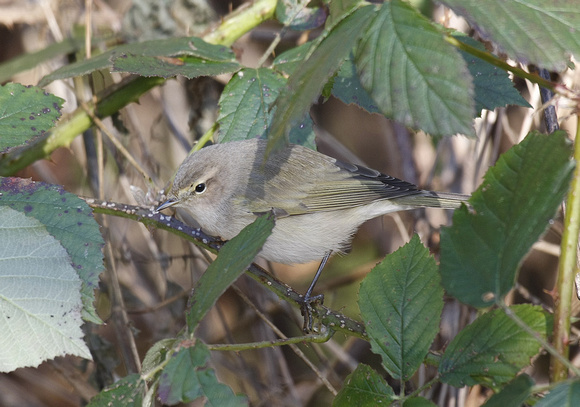 Siberian Chiffchaff