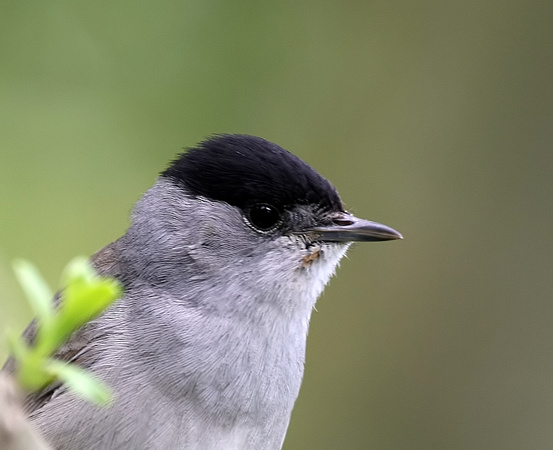 Blackcap
