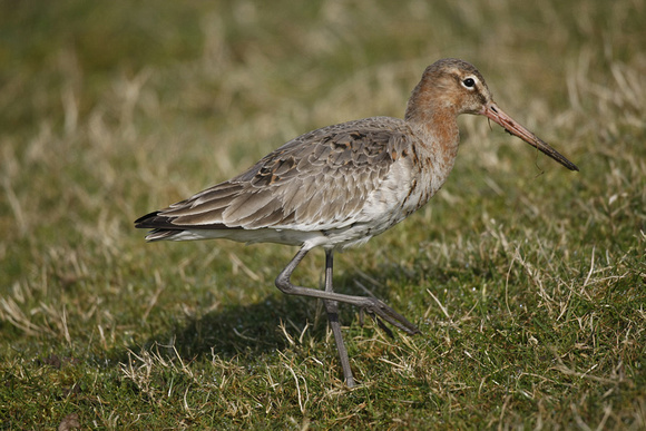 Black-tailed Godwit