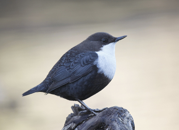 Black-bellied Dipper