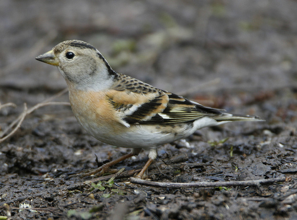 Brambling