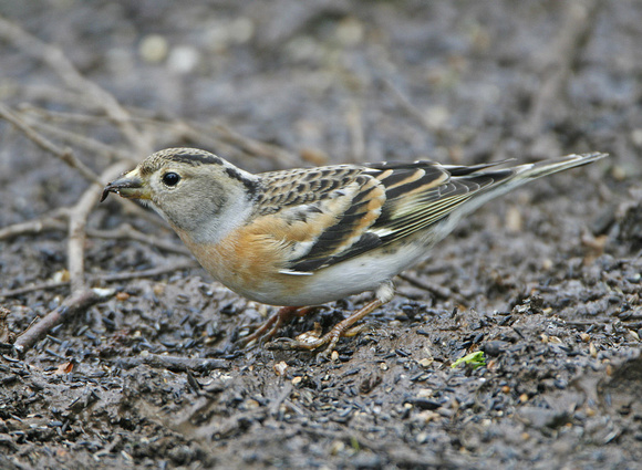 Brambling