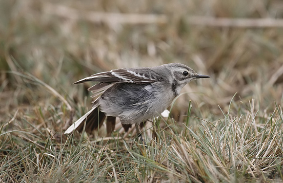 Citrine Wagtail