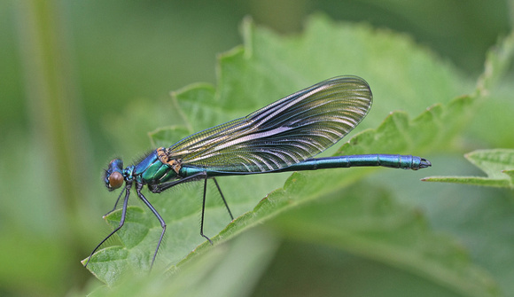 Banded Demoiselle