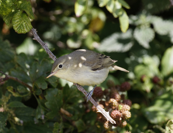 Icterine Warbler