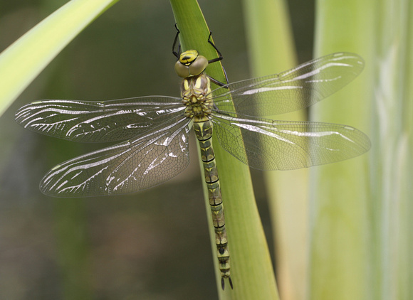 Southern Hawker