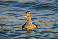 Common Eider