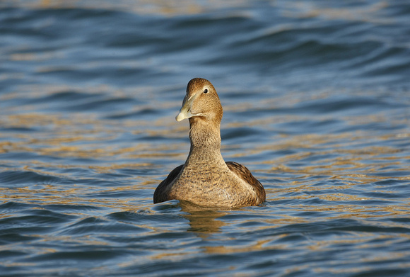 Common Eider