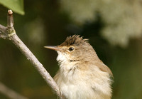 Reed Warbler