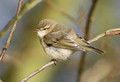 Siberian Chiffchaff 2014