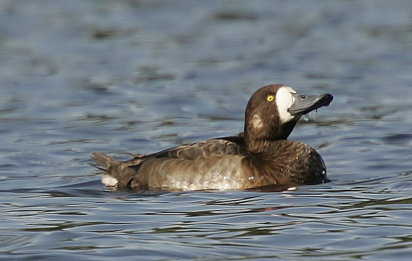 Greater Scaup