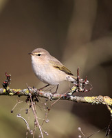 Siberian Chiffchaff