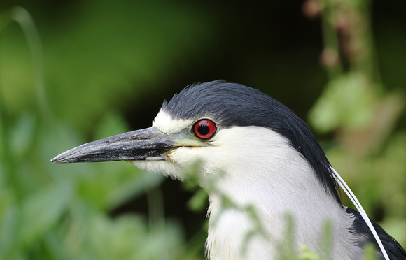 Night Heron