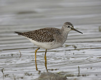 Lesser Yellowlegs