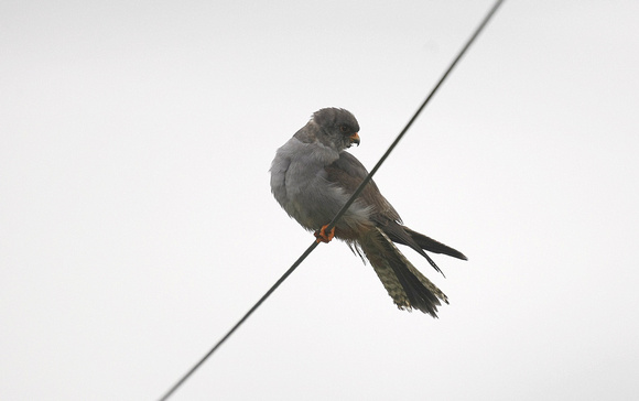 Red-footed Falcon