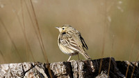 Tree Pipit