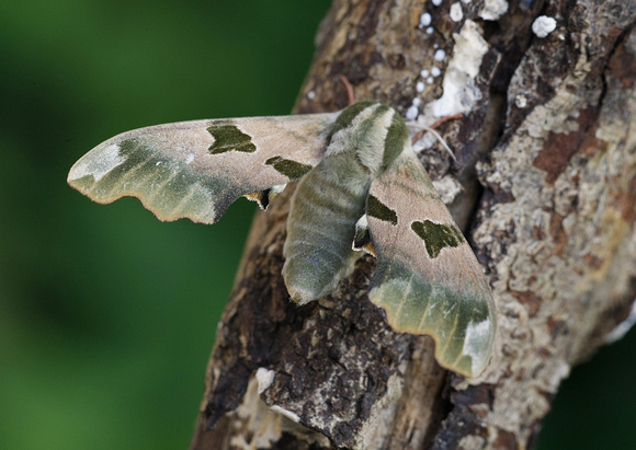 Lime Hawkmoth