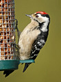 Green,Great & Lesser Spotted Woodpeckers