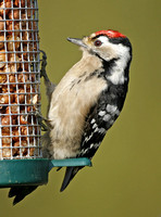 Lesser Spotted Woodpecker