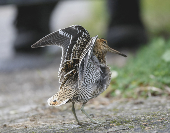 Great Snipe