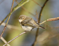 Siberian Chiffchaff
