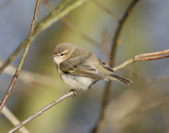 Siberian Chiffchaff