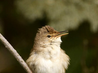 Reed Warbler