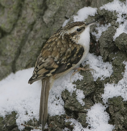 Treecreeper