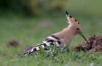 Hoopoe