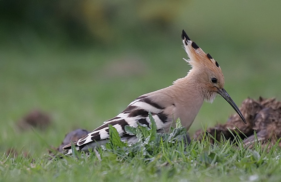 Hoopoe