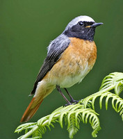 Common Redstart