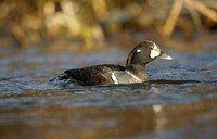 Harlequin Duck