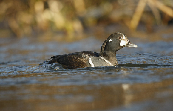 Harlequin Duck