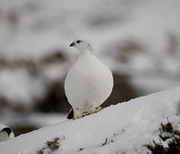 Ptarmigan