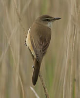 Great Reed Warbler